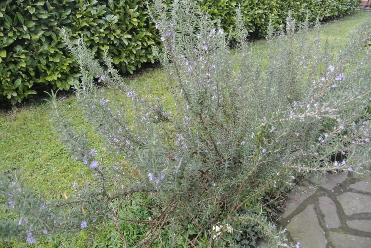 B&B La Damigiana Fioi Piano di Follo Εξωτερικό φωτογραφία